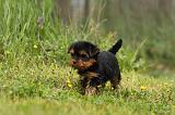 YORKSHIRE TERRIER 598